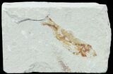 Bargain, Cretaceous Fossil Fish - Lebanon #70011-1